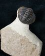 Phacops Trilobite - Beautiful Shell Coloration #12237-3